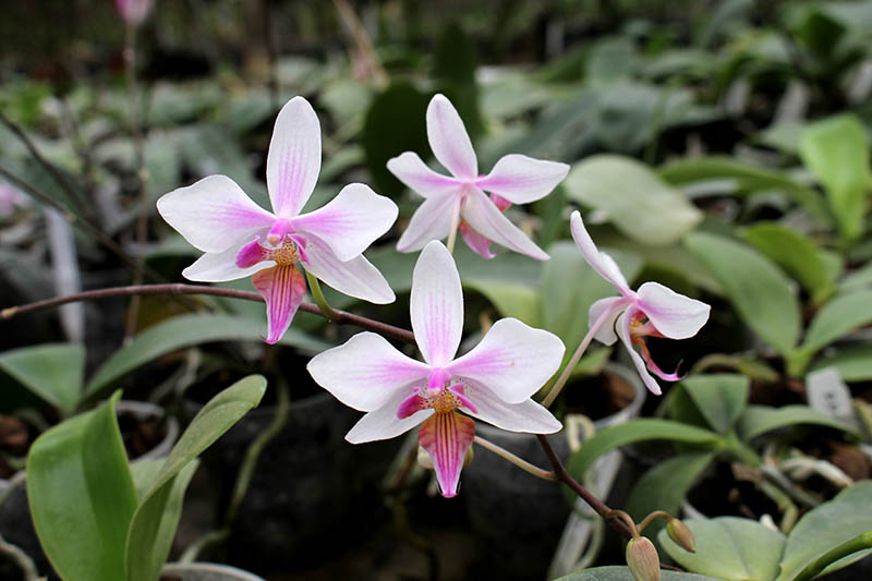Phalaenopsis stuartiana x equestris.jpg