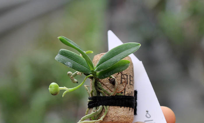 Haraella retrocalla.jpg