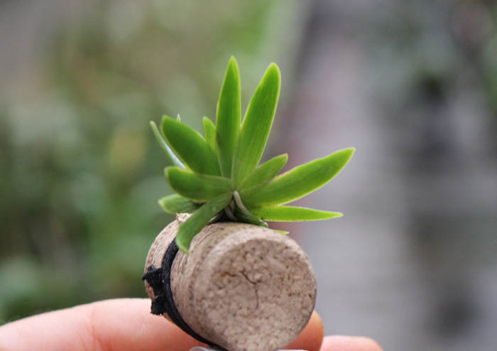 Psygmorchis pusilla.jpg