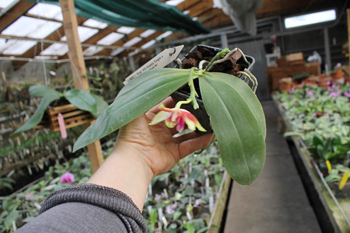 Phalaenopsis KS Happy Eagle x tetraspis 'Red #1'.jpg