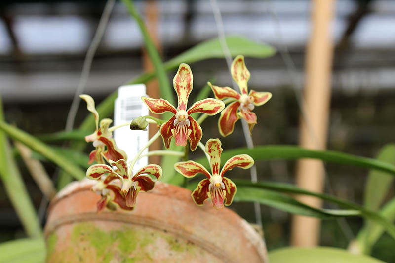 Vanda lamellata.jpg