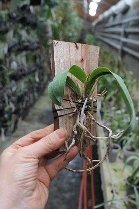 Psychocentrum Rio's Mariposita.jpg