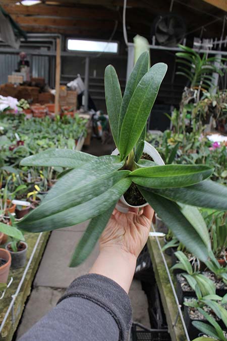 Paphiopedilum Dollgoldi (armeniacum x rothschildianum).jpg