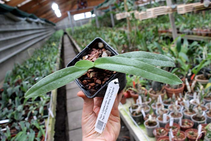 Paphiopedilum Lippewunder 'In-Charm' x Paphiopedilum In-Charm White 'In-Charm'.jpg