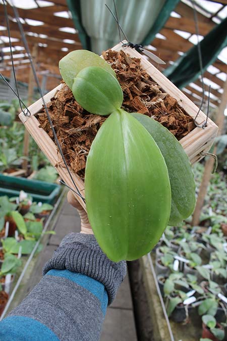 Phalaenopsis Red Jaguar.jpg