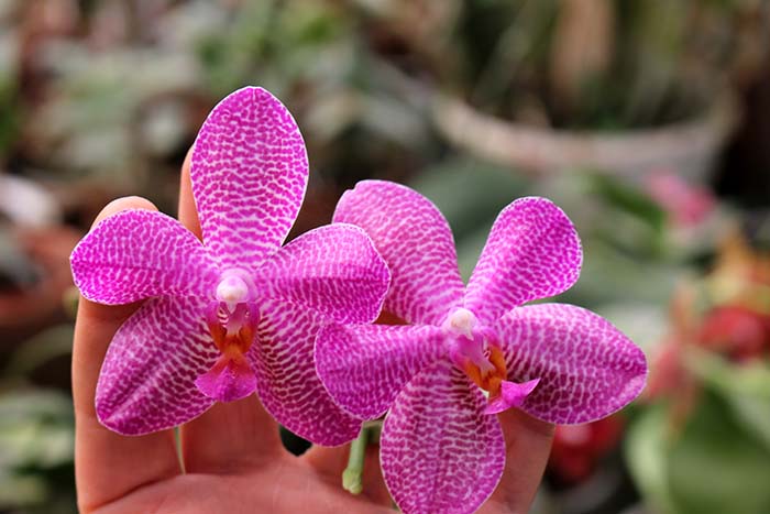 Phalaenopsis (Mituo Sun x Ching Her Buddha) x Mituo Sun