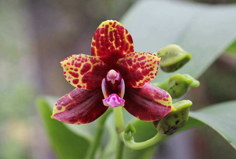 Phalaenopsis Hawaii Dragon Girl x Lioulin Goldfinch.jpg