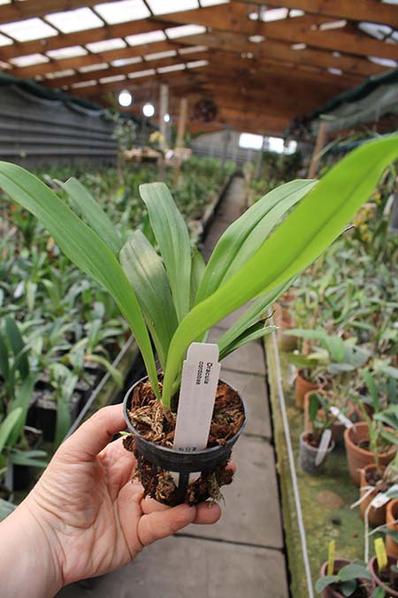 Dracula cordobae.jpg