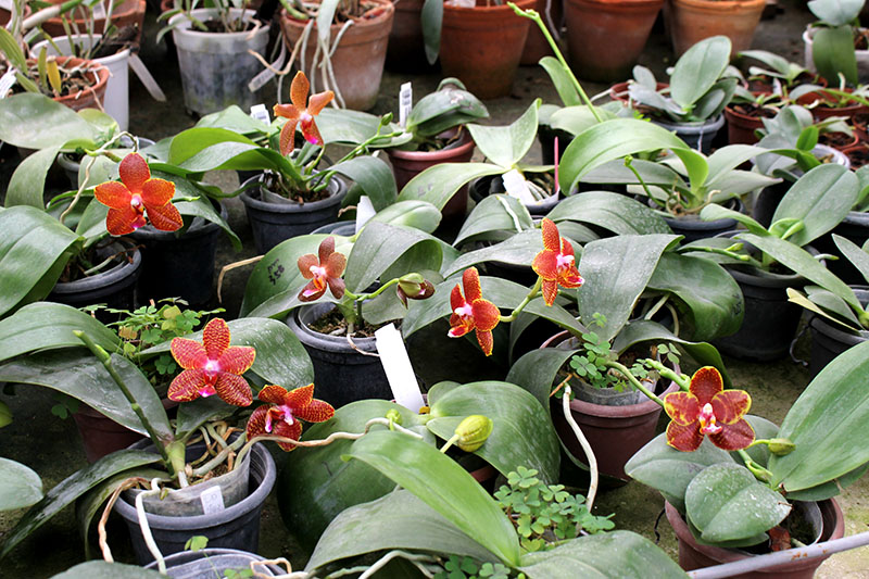 Phalaenopsis Mituo Cake 'M#1' x venosa 'TGDT'.jpg