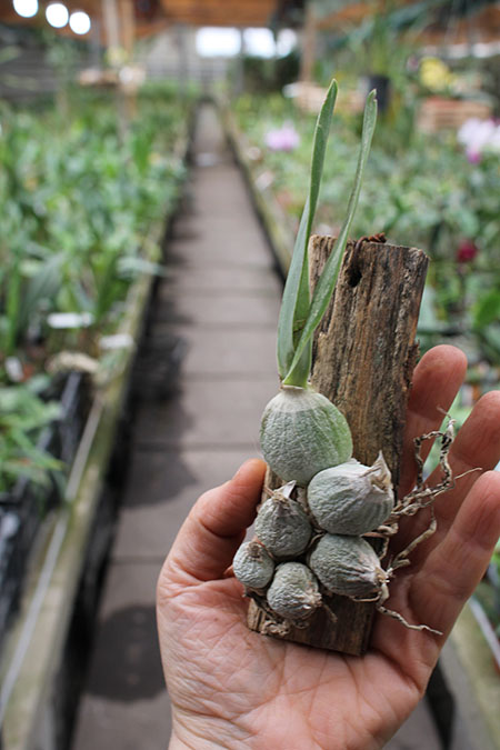 Encyclia citrina.jpg