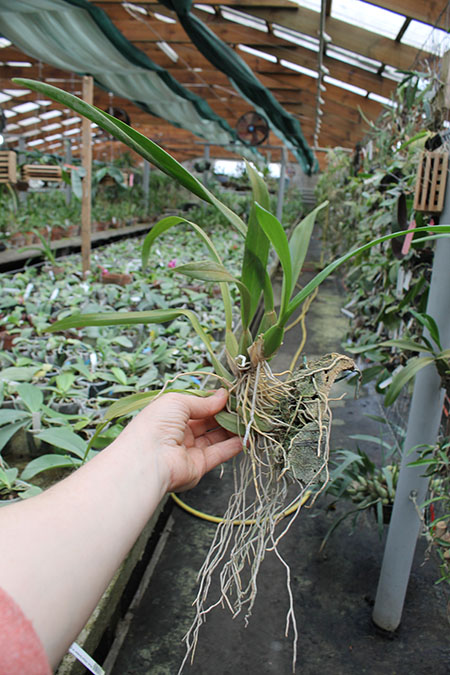 Oncidium Ron's Rippling Delight 'Pacific Parfait'.jpg