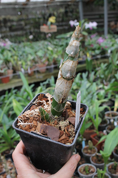 Cycnodes Wine Delight.jpg