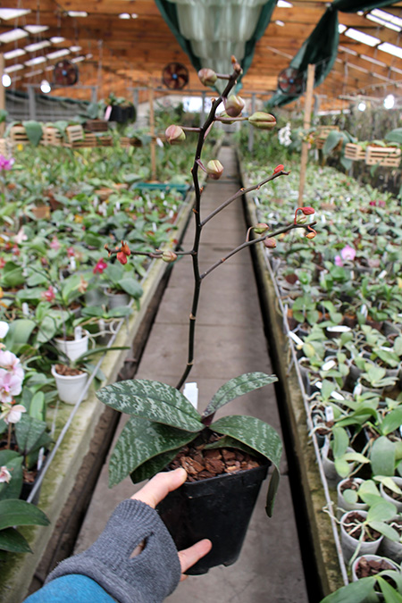 Phalaenopsis stuartiana x schilleriana.jpg