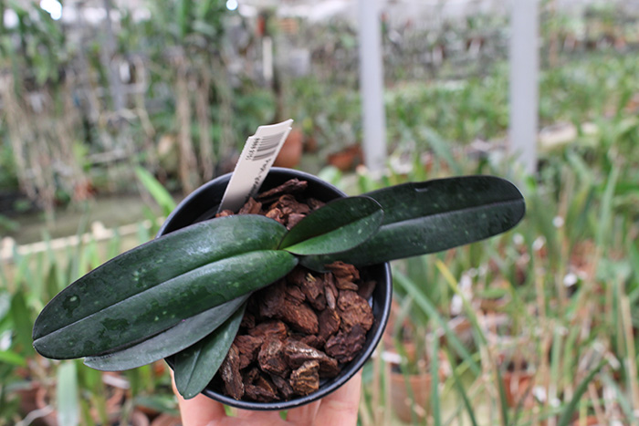 Paphiopedilum godefroyae.jpg