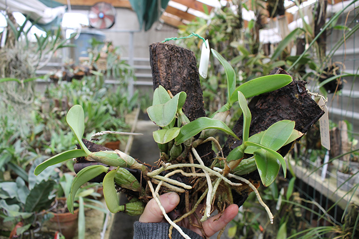 Cattleya nobilior semi-alba.jpg