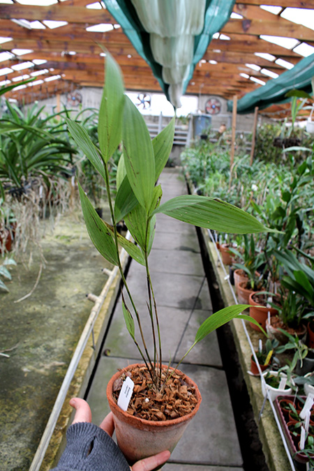 Elleanthus oliganthus.jpg