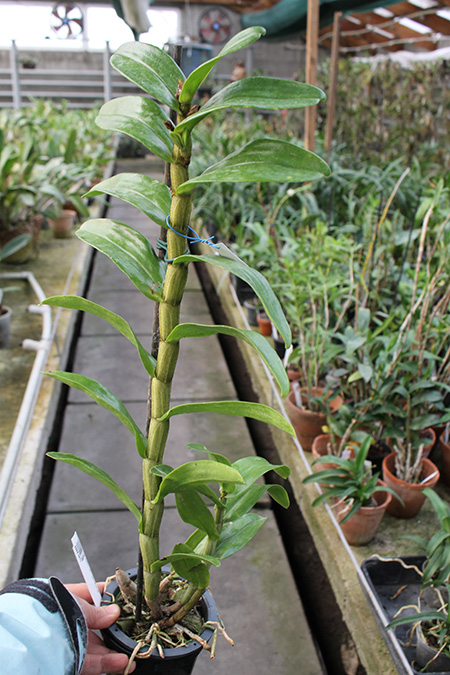 Dendrobium Dawn Marie.jpg