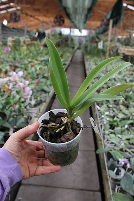 Doritis pulcherrima blue.jpg