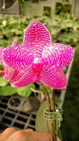 Phalaenopsis Al Green Eagle x Mituo Sun.jpg