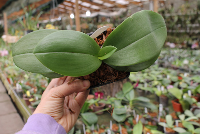 Phalaenopsis Jiaho's Pink Girl x mannii black.jpg
