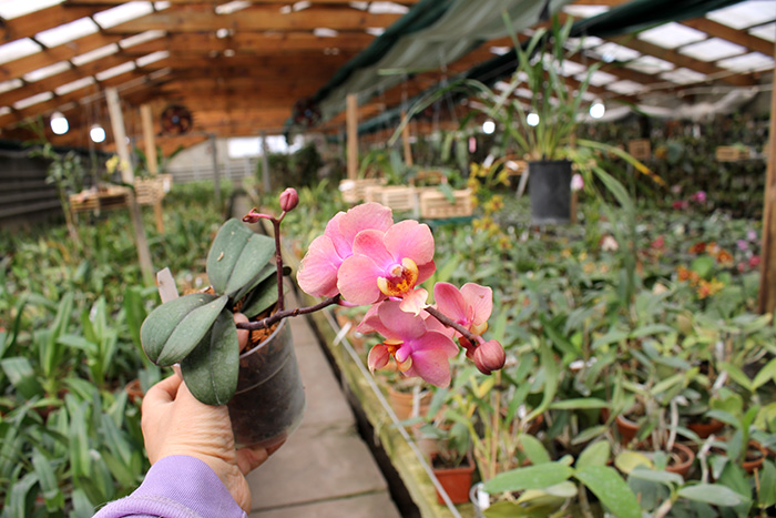 Phalaenopsis (Jiaho's Orange x schilleriana ) 'KF'.jpg