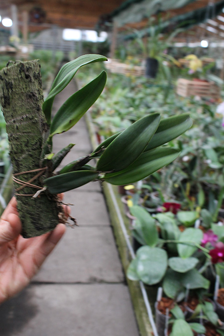 Cattleya luteola x Sophronitis coccinea Yellow.jpg