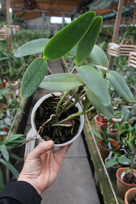 Cattleya intermedia aquini alba 'Neve' x Cattleya intermedia aquini alba 'Sublime'.jpg