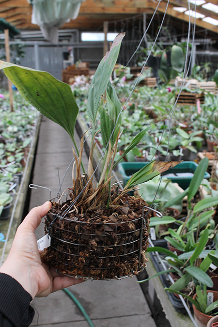 Stanhopea gibbosa.jpg