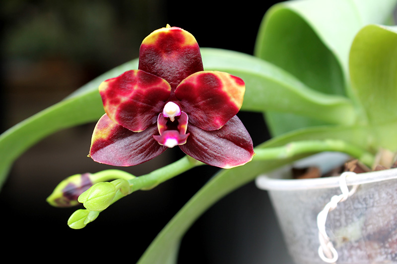 Phalaenopsis Hawaii Dragon Girl x Lioulin Goldfinch.jpg