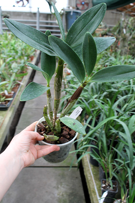 Dendrobium spectabile.jpg
