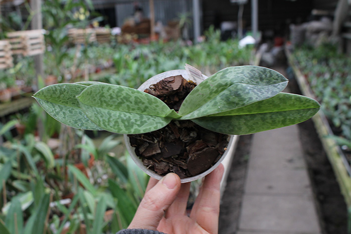 Paphiopedilum venustum alba.jpg