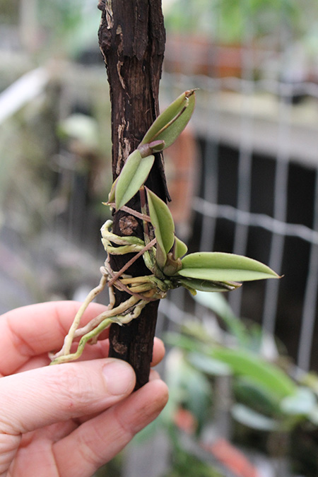 Trichoceros muralis.jpg