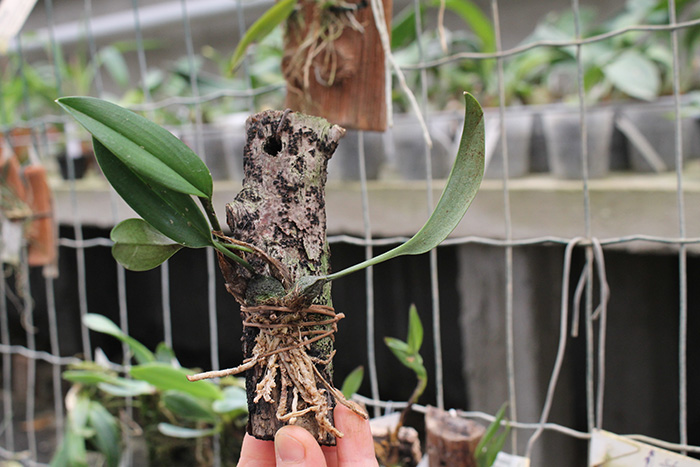 Ticoglossum oerstedii.jpg