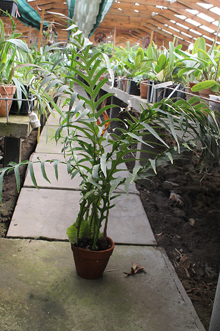 Aglaomorpha heraclae.jpg