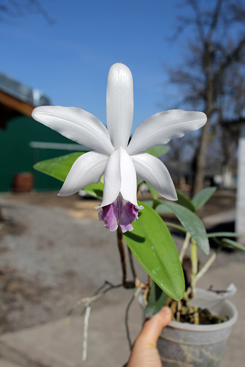 Cattleya intermedia orlata marginata coerulea 'AWZ' x intermedia coerulea aquini flamea 'AWZ'.jpg