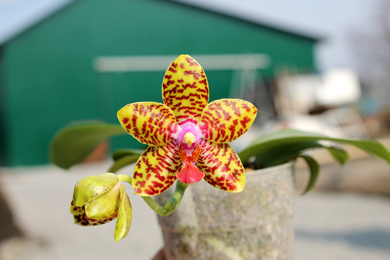 Phalaenopsis Sogo Pony x (Hymen x Sogo Kaiulani).jpg