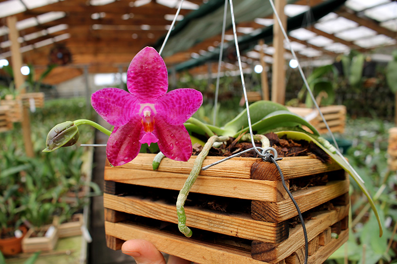 Phalaenopsis Mok Choi Yew Indigo.jpg