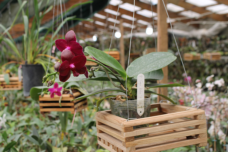 Phalaenopsis Sogo Relex 'F-1661'.jpg