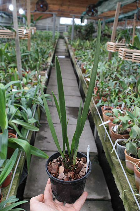 Procatavola Golden Peacock.jpg