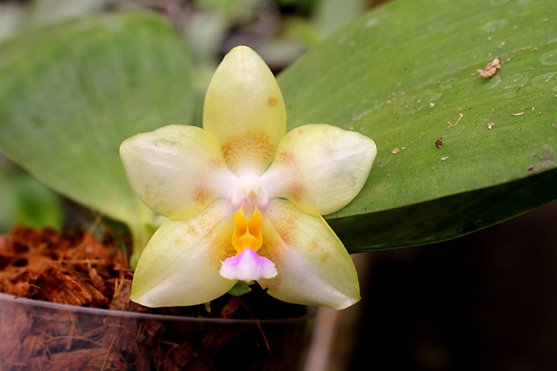 Phalaenopsis Yungho Gelblitz x (Brother Trekkie-Princess Kaiulani) 'flava'.jpg