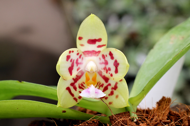 Phalaenopsis Yungho Gelblitz x (Brother Trekkie-Princess Kaiulani) 'flava'.jpg