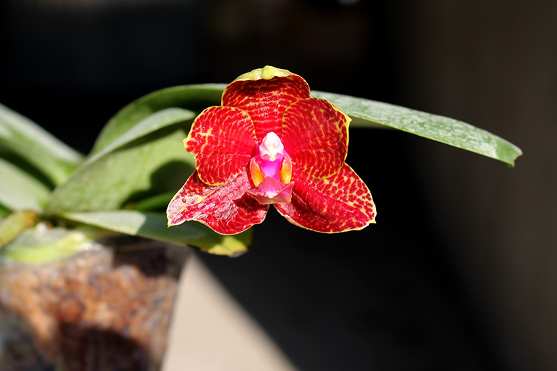 Phalaenopsis Sogo Pony x (Hymen x Sogo Kaiulani).jpg