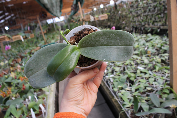Phalaenopsis gigantea x Chang Yi 'Green Giant'.jpg