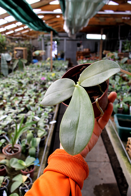 Phalaenopsis gigantea x bellina blue.jpg