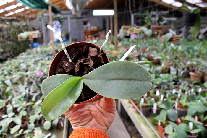 Phalaenopsis gigantea x Yaphon Sir.jpg