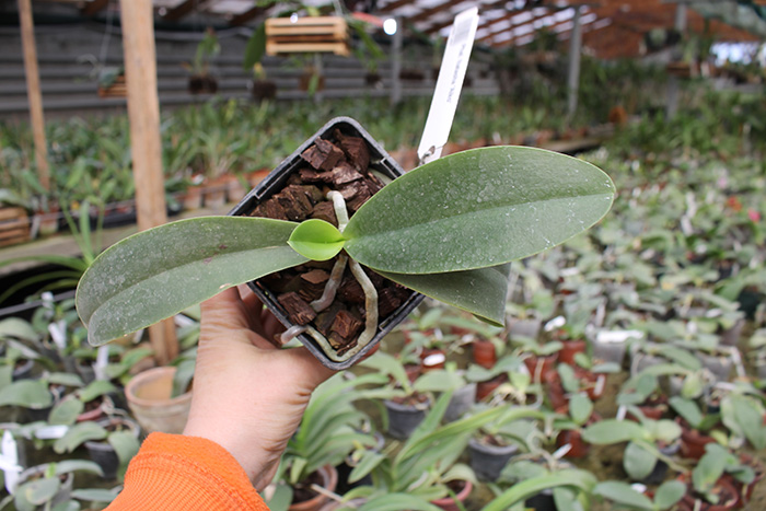 Phalaenopsis Natasha 'Aiko.jpg