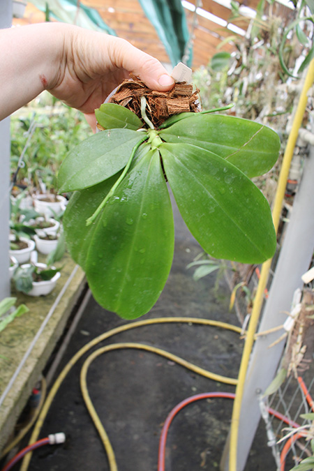 Phalaenopsis tetraspis 'C#1'.jpg