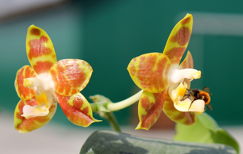 Phalaenopsis Chang Yi Green Giant x Yaphon Godboy.jpg