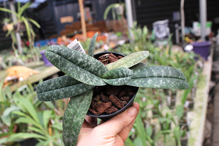 Paphiopedilum niveum x sib.jpg