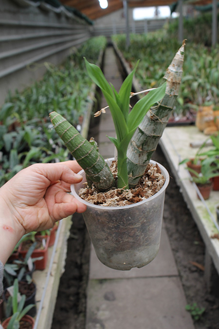 Cycnodes Taiwan Gold 'Taiwan Orange.jpg